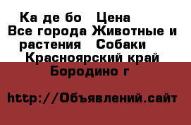 Ка де бо › Цена ­ 25 - Все города Животные и растения » Собаки   . Красноярский край,Бородино г.